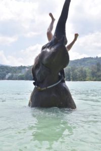 プーケットのビーチで象乗り体験